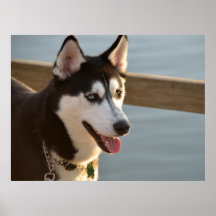 美しいハスキーの写真投げ犬