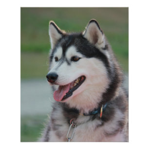 美しいハスキーアートプリントそり犬 ポスター
