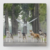 美しいハスキー犬が道を歩く自然 スクエア壁時計 (正面)
