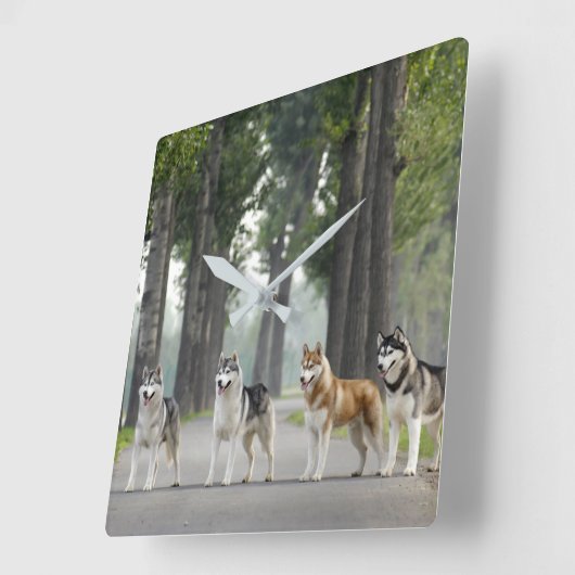 美しいハスキー犬が道を歩く自然 スクエア壁時計 (傾斜)