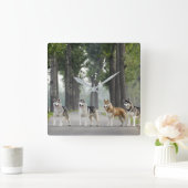 美しいハスキー犬が道を歩く自然 スクエア壁時計 (ホーム)