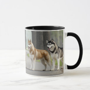 美しいハスキー犬が道を歩く自然 マグカップ