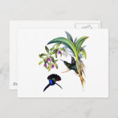 美しいハチドリおよび紫色の蘭 ポストカード (正面/裏面)