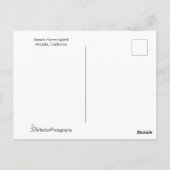 美しいハチドリが感謝を伝えるポーズ ポストカード (裏面)