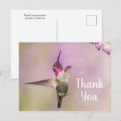 美しいハチドリの感謝のポーズ ポストカード (正面/裏面)