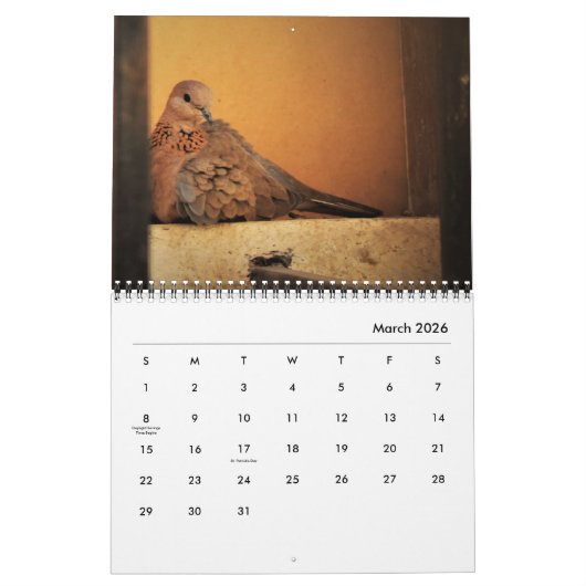 美しいハトのカレンダー カレンダー (3月 2026)