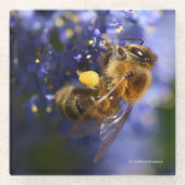 美しいハネビーの上のカリフォルニア薄紫 ガラスコースター (正面)