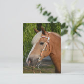 美しいハフリンガーホースポートレート ポストカード (スタンド正面)