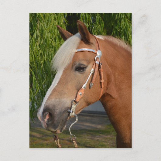 美しいハフリンガーホースポートレート ポストカード (正面)