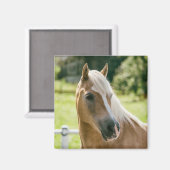 美しいハフリンガーホースポートレート マグネット (正面/裏面)