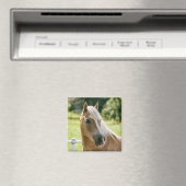 美しいハフリンガーホースポートレート マグネット (インサイチュ (食洗機))