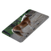 美しいハフリンジャー マグネット (左側)