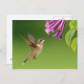 美しいハミングバードの自然の風景 ポストカード (正面/裏面)