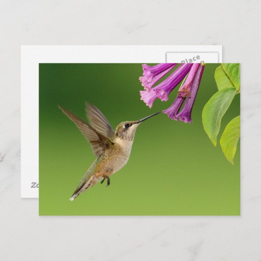 美しいハミングバードの自然の風景 ポストカード (正面/裏面)