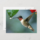 美しいハミングバード自然の風景 ポストカード (正面/裏面)