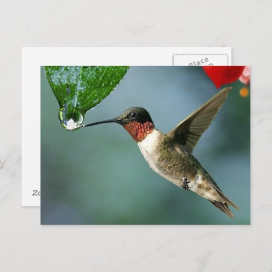 美しいハミングバード自然の風景 ポストカード (正面/裏面)
