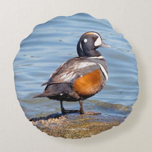 美しいハーレクイン・ダックが岩の上に ラウンドクッション (裏面)