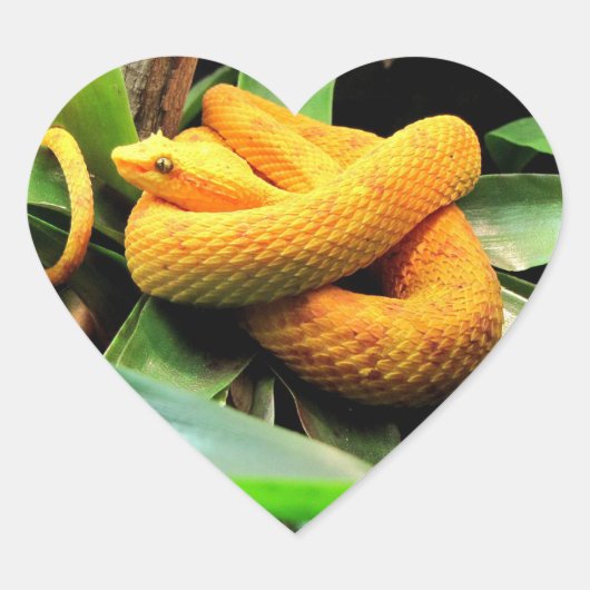 美しいバイパー ハートシール (正面)