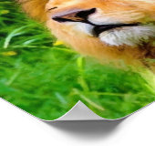 美しいバキング雄ライオンのアフリカ野生動物 ポスター (角)