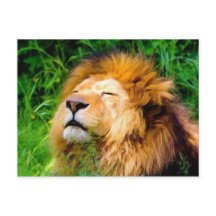 美しいバキング雄ライオンのアフリカ野生動物