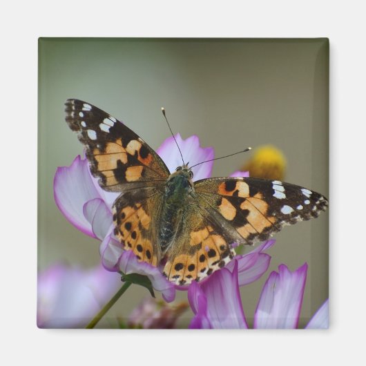 美しいバタフライマグネット マグネット (正面)