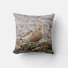 美しいバフブレストのサンドパイパーでビーチ クッション