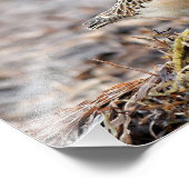 美しいバフブレストのサンドパイパーでビーチ フォトプリント (角)