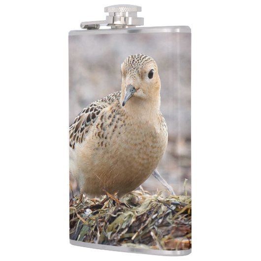 美しいバフブレストのサンドパイパーでビーチ フラスク (左)