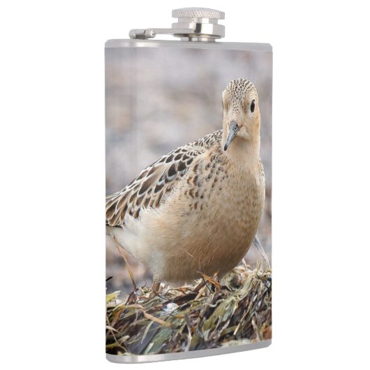 美しいバフブレストのサンドパイパーでビーチ フラスク (右)