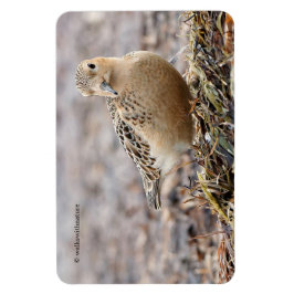 美しいバフブレストのサンドパイパーでビーチ マグネット