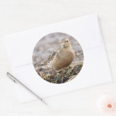 美しいバフブレストのサンドパイパーでビーチ ラウンドシール (封筒)