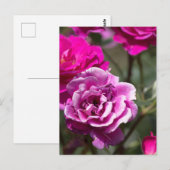 美しいバラの写真 ポストカード (正面/裏面)