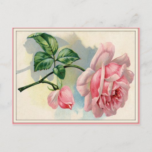 美しいバラピンク、灰色はがき水平 ポストカード (正面)