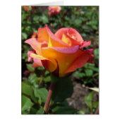 美しいバラ (正面)