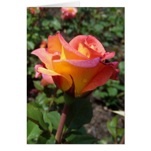 美しいバラ (正面)