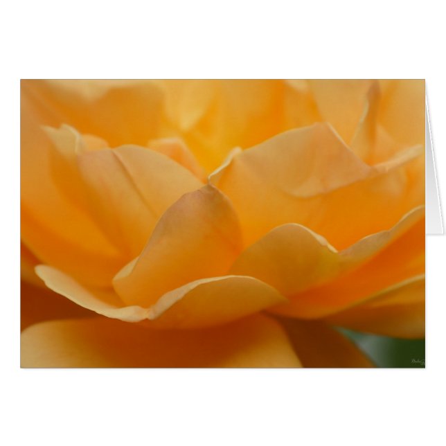 美しいバラ (正面横)