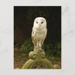 美しいバーンフクロウ葉書 ポストカード