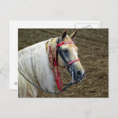 美しいパロミノホースポートレート写真 ポストカード (正面/裏面)