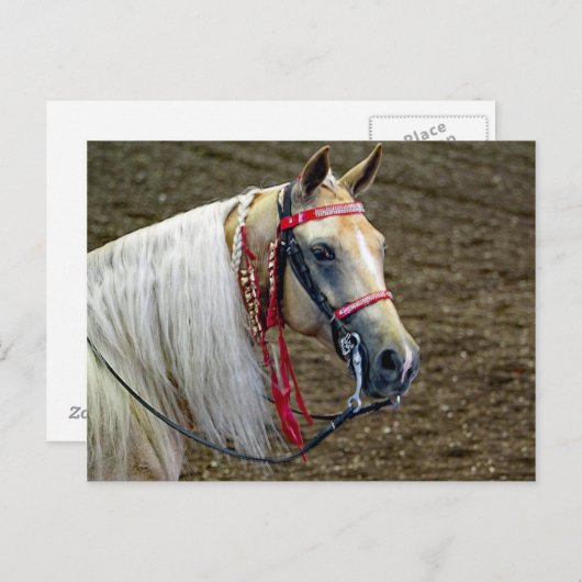 美しいパロミノホースポートレート写真 ポストカード (正面/裏面)
