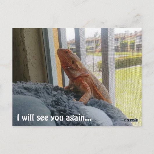 美しいヒゴオトメトカゲのペット追悼写真 ポストカード (裏面)