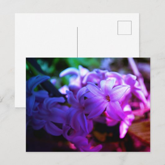 美しいヒヤシンス(Hyacinthus)花 ポストカード (正面/裏面)