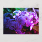 美しいヒヤシンス(Hyacinthus)花 ポストカード (正面)