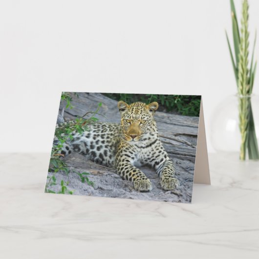 美しいヒョウのグリーティングカード カード (正面)