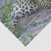 美しいヒョウティッシュペーパー 薄葉紙 (詳細)