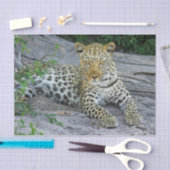 美しいヒョウティッシュペーパー 薄葉紙 (クラフト)