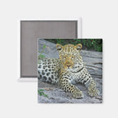 美しいヒョウ磁石 マグネット (正面/裏面)