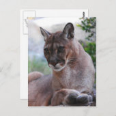 美しいヒョウ ポストカード (正面/裏面)