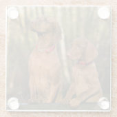 美しいビズスポーツのラ犬 ガラスコースター (裏面)