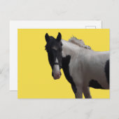 美しいピエバルドポニー ポストカード (正面/裏面)