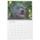 美しいピットブル2014犬のカレンダー カレンダー (3月 2027)